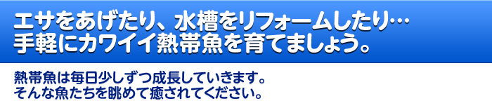 GTAtH[cyɃJCCMыĂ܂傤B